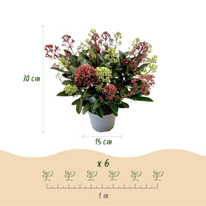 Buitenplant - Skimmia japonica Festival - Winterhard - Pot Ø 15cm Hoogte ↕ 30cm