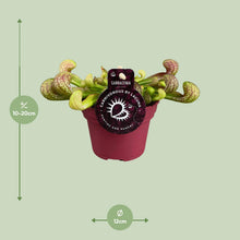 Buitenplant - Sarracenia Psittacina - Pot Ø 12cm Hoogte ↕ 13cm