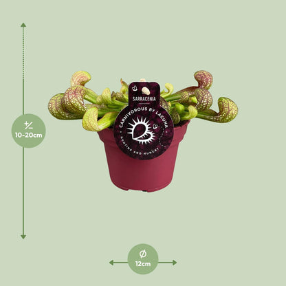 Buitenplant - Sarracenia Psittacina - Pot Ø 12cm Hoogte ↕ 13cm