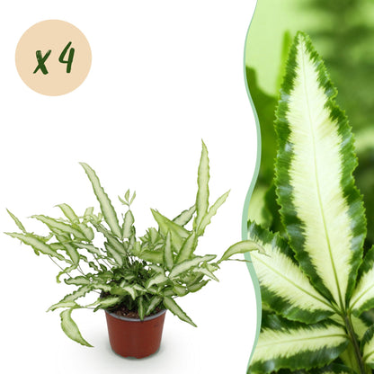 Green boutiQ - Kamerplant - Pteris cretica Albolineata - Lintvaren - Huisdiervriendelijk - Bont - 4 Planten - Pot 12cm - Hoogte 28-30cm