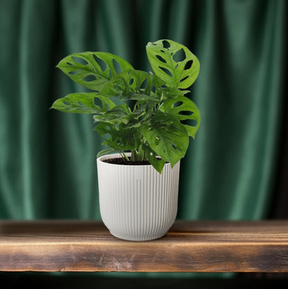 Kamerplant - Monstera Monkey Leaf (Gatenplant) - Pot Ø 12cm Hoogte ↕ 30cm