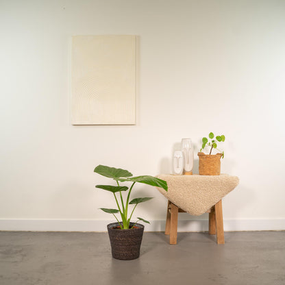 Kamerplant - Alocasia Macrorrhiza + Mand Igmar - Pot Ø 19cm Hoogte ↕ 70cm