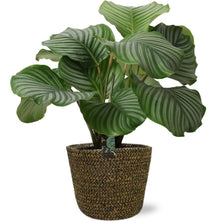 Kamerplant - Calathea Orbifolia - Pot Ø 21cm Hoogte ↕ 50cm
