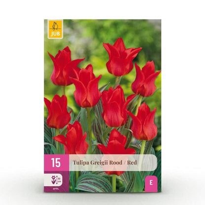 Buitenplant - Tulp Greigii Red - Bloeiend - 15 bollen Bolmaat 11/12