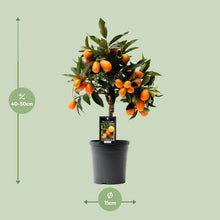Kamerplant - Citrus Kumquat - Pot Ø 16cm Hoogte ↕ 45cm
