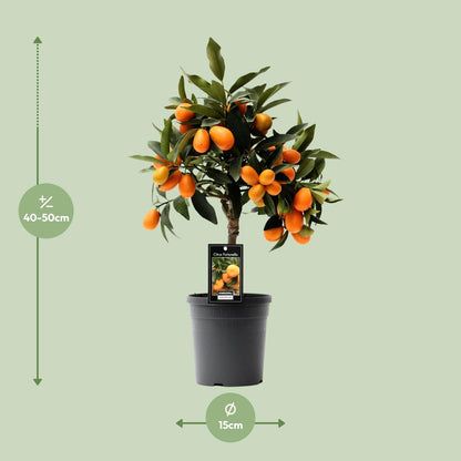 Kamerplant - Citrus Kumquat - Pot Ø 16cm Hoogte ↕ 45cm