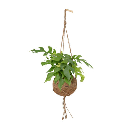 Kamerplant - Kokodama Monstera Minima - Hangplant - Pot Ø 15cm Hoogte ↕ 25cm