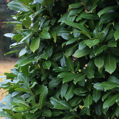 Buitenplant 6x Prunus laurocerasus 'Novita' - Groenblijvend, Haagplant - Pot Ø 17cm Hoogte ↕ 50cm
