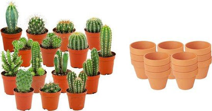 Kamerplant 15x Mini Cactus Mix - Terracotta Potten - Pot Ø 8,1cm Hoogte ↕ 5-10cm