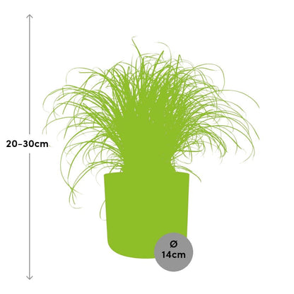 Kamerplant - Cyperus Alternifolius Zumula - Pot Ø 14cm