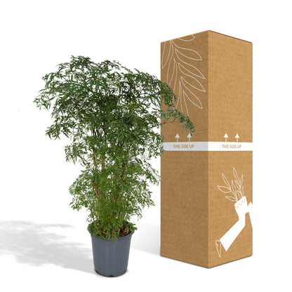 Kamerplant - Polyscias Fruticosa (Aralia) - Pot Ø 21cm Hoogte ↕ 75cm