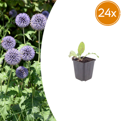 Buitenplant 24x Echinops ritro - Pot Ø 9cm Hoogte ↕ 10-25cm