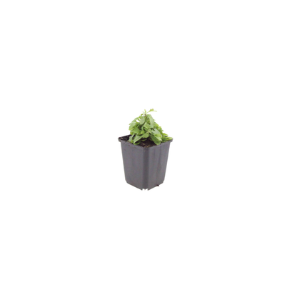 Buitenplant 48x Erigeron karvinskianus - Bloeiend - Pot Ø 9cm Hoogte ↕ 10-25cm