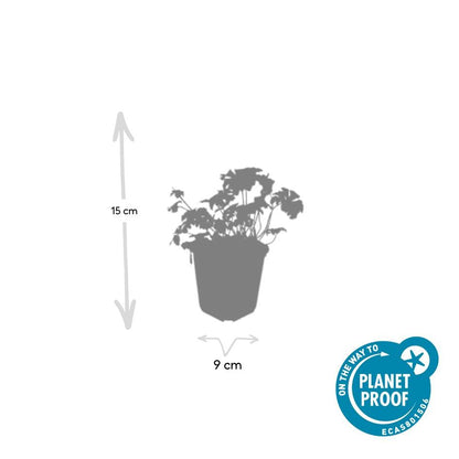 Buitenplant 12x Geranium cant. 'Cambridge' - Bloeiend - Pot Ø 9cm Hoogte ↕ 10-25cm