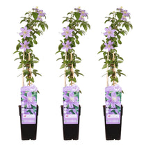 Buitenplant 3x Clematis Justa - Bloeiend - Pot Ø 15cm Hoogte ↕ 65cm