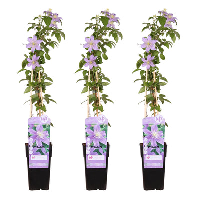 Buitenplant 3x Clematis Justa - Bloeiend - Pot Ø 15cm Hoogte ↕ 65cm