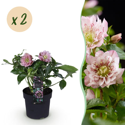 Buitenplant 2x Helleborus orientalis 'Double Ellen Pink' - Groenblijvend - Pot Ø 14cm Hoogte ↕ 35cm