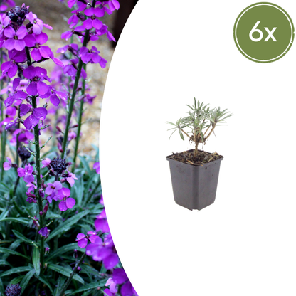 Buitenplant 6x Erysimum 'Bowles' Mauve' - Bloeiend - Pot Ø 9cm Hoogte ↕ 10-25cm