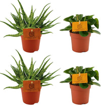 Kamerplant 4x Mix - Aloe Spider & Peperomia Obtipan Green - Pot Ø 10.5cm Hoogte ↕ 10cm