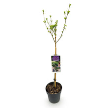 Buitenplant - Hibiscus syriacus 'Lavendor Chiffon®' - Plant op stam - Winterhard - Pot Ø 19cm Hoogte ↕ 90cm