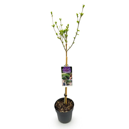 Buitenplant - Hibiscus syriacus 'Lavendor Chiffon®' - Plant op stam - Winterhard - Pot Ø 19cm Hoogte ↕ 90cm