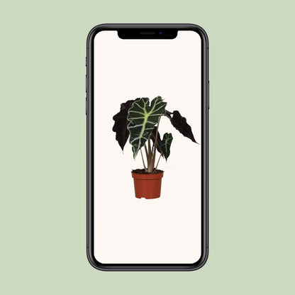 Kamerplant - Alocasia Amazonica Polly - Pot Ø 12cm Hoogte ↕ 30cm
