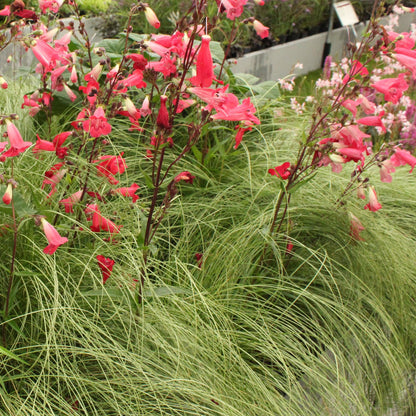 Buitenplant 4x Carex comans 'Frosted Curls' - Bladhoudend - Pot Ø 17cm Hoogte ↕ 50cm