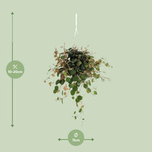 Kamerplant - Peperomia Pepperspot - Pot Ø 11cm Hoogte ↕ 20cm