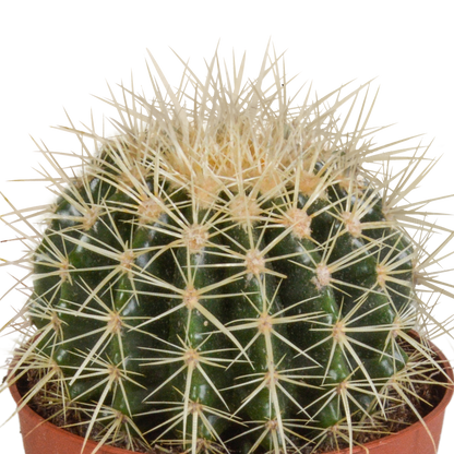 Kamerplant - Echinocactus grusonii - Pot Ø 12cm