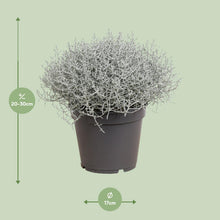 Buitenplant - Leucophyta (Calocephalus) Brownii - Pot Ø 17cm Hoogte ↕ 30cm
