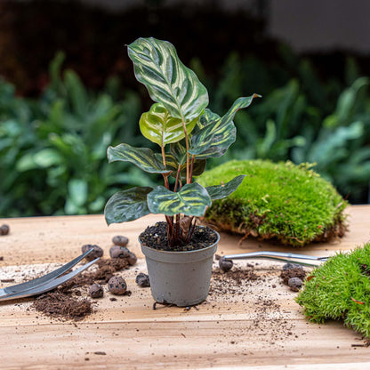 Kamerplant - Calathea Makoyana - Pot Ø 6cm