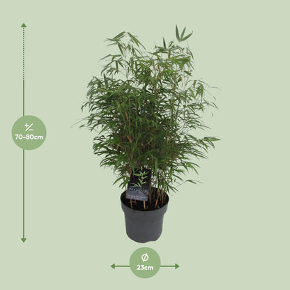 Buitenplant - Fargesia Rufa - Winterhard - Pot Ø 23cm Hoogte ↕ 95cm