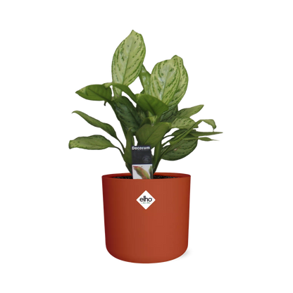 Kamerplant - Aglaonema Christina - Pot Ø 14cm