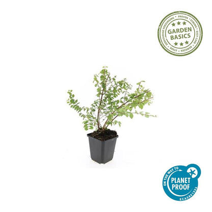 Buitenplant 24x Symphoricarpos chenaultii 'Hancock' - Bodembedekker - Pot Ø 9cm Hoogte ↕ 10-25cm