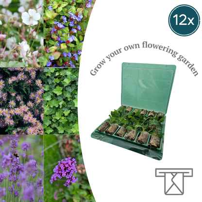 Buitenplant - Mix Tray 12 Pluggen - Kleurrijke Plantenmix