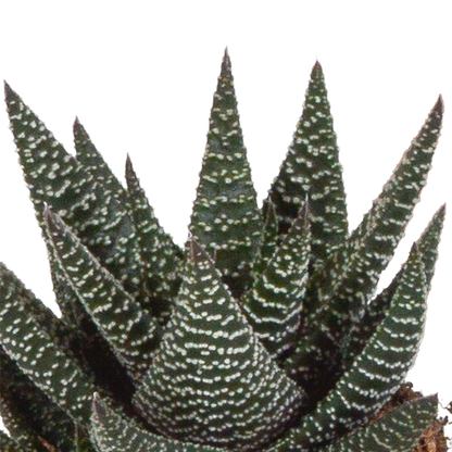 Kamerplant 3x Gasteria/Haworthia mix - Incl. witte sierpot - Pot Ø 8,5cm