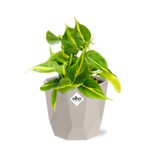 Kamerplant - Philodendron Scandens 'Brasil' - Hangplant - Pot Ø 14cm