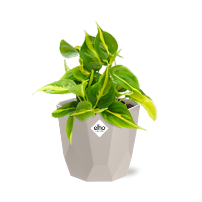 Kamerplant - Philodendron Scandens 'Brasil' - Hangplant - Pot Ø 14cm