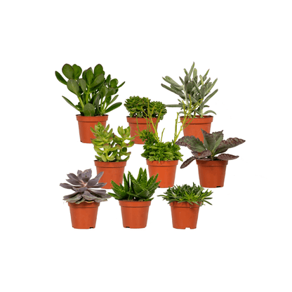 Kamerplant - Succulenten Mix - Pot Ø 8,5cm Hoogte ↕ 9cm