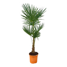 XL plant - Trachycarpus fortunei - Palmboom - Pot Ø 27cm Hoogte ↕ 120-160cm