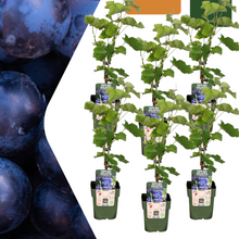 Buitenplant 6x Biologische Druivenplanten - Pot Ø 13cm Hoogte ↕ 20cm