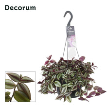 Kamerplant - Tradescantia Zebrina Purpusii - Hangplant - Pot Ø 17cm Hoogte ↕ 30cm
