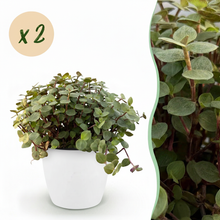 Kamerplant 2x Callisia repens - Pot Ø 12cm Hoogte ↕ 17-20cm