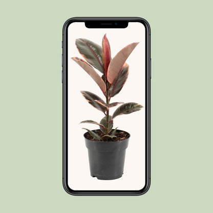 Kamerplant - Ficus Elastica Belize - Pot Ø 17cm Hoogte ↕ 55cm