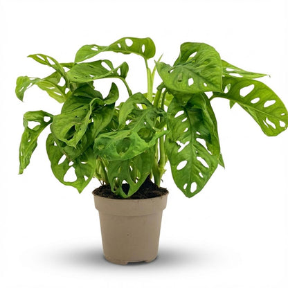 Kamerplant - Monstera Adansonii Monkey Mask - Pot Ø 12cm Hoogte ↕ 25-35cm