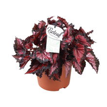 Kamerplant - Begonia Beleaf Inca Night - Pot Ø 17cm Hoogte ↕ 35cm