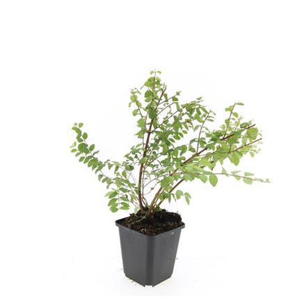 Buitenplant 24x Symphoricarpos chenaultii 'Hancock' - Bodembedekker - Pot Ø 9cm Hoogte ↕ 10-25cm
