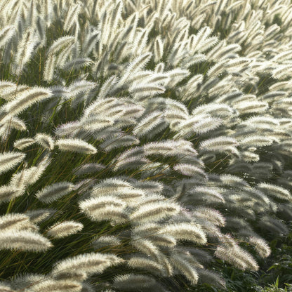 Buitenplant 12x Pennisetum alopecuroides 'Hameln' - Pot Ø 9cm Hoogte ↕ 10-25cm