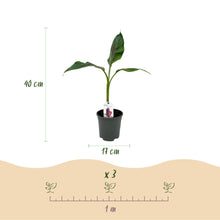 Buitenplant 6x Musa sikkemensis Red Tiger - Winterhard - Pot Ø 17cm Hoogte ↕ 40cm
