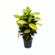 Kamerplant - Croton Mrs. Iceton - Pot Ø 17cm Hoogte ↕ 65cm